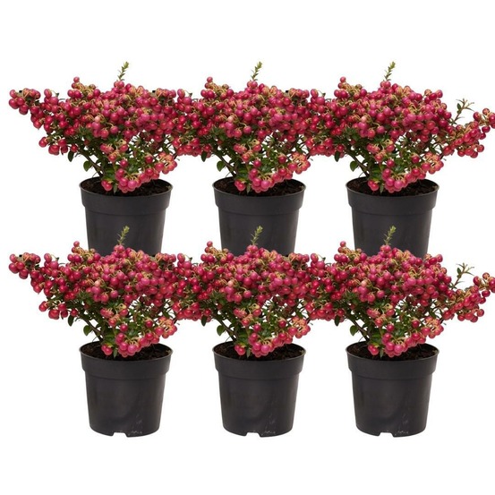 Lot de 6 gaulthéries mucronées rouge - pernettya mucronata ø12cm | ↨20cm