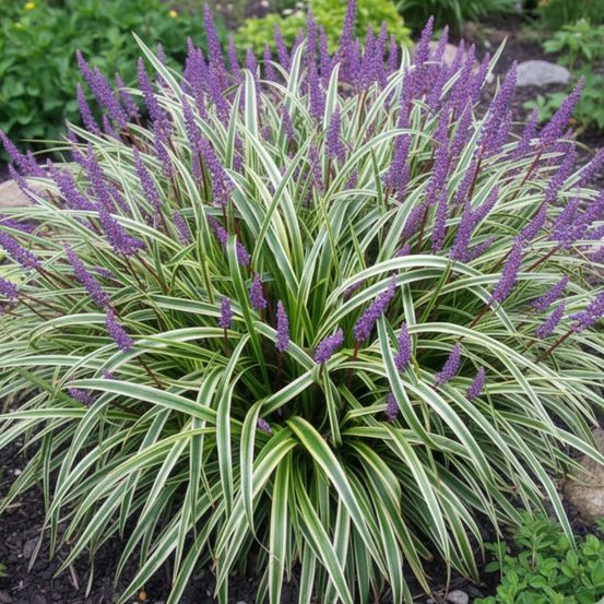 Liriope muscari silvery sunproof lot de 5 godets