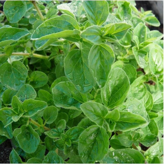 Origan héraclée lot de 9 godets