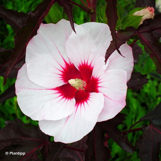 Hibiscus des marais 'joli coeur' pot de 3l/4l