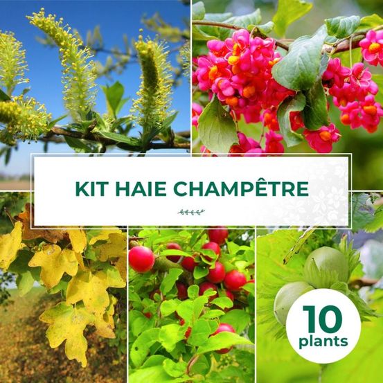 Haie champêtre - 10 arbustes