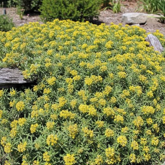 Orpin kamtschaticum var. Middendorffianum, sedum godet - 5/20 cm