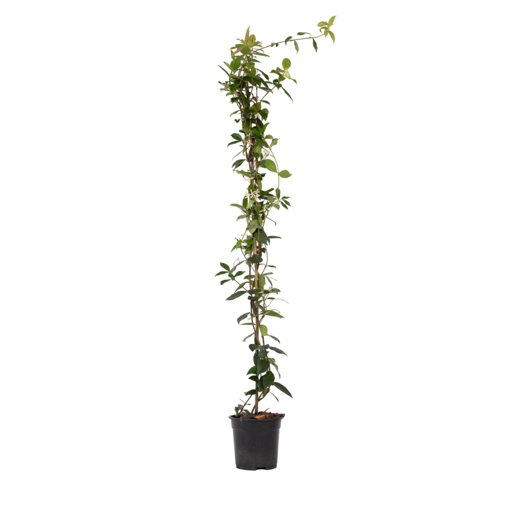 Jasmin étoilé - trachelospermum jasminoides - hauteur 110-120cm - ⌀17cm
