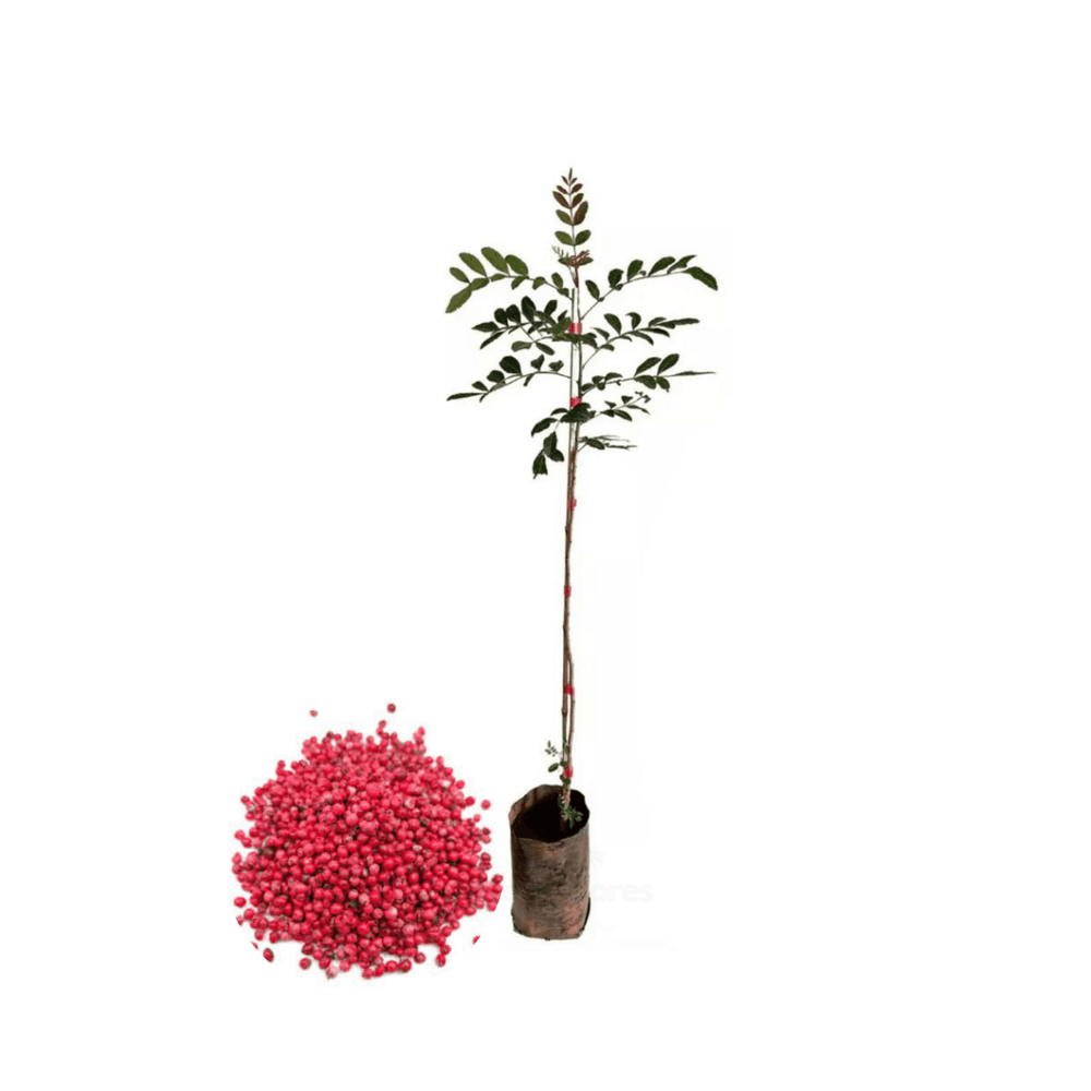Schinus terebinthifolius - poivrier ( poivre rose) premium - pot de 4 litres - 70/100 cm