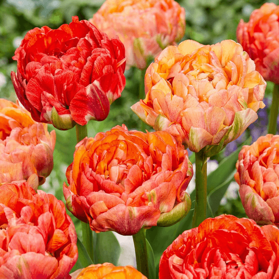 Tulipe 'gudoshnik' double (tulipa) - floraison printanière - calibre 11/12 - 24 bulbes