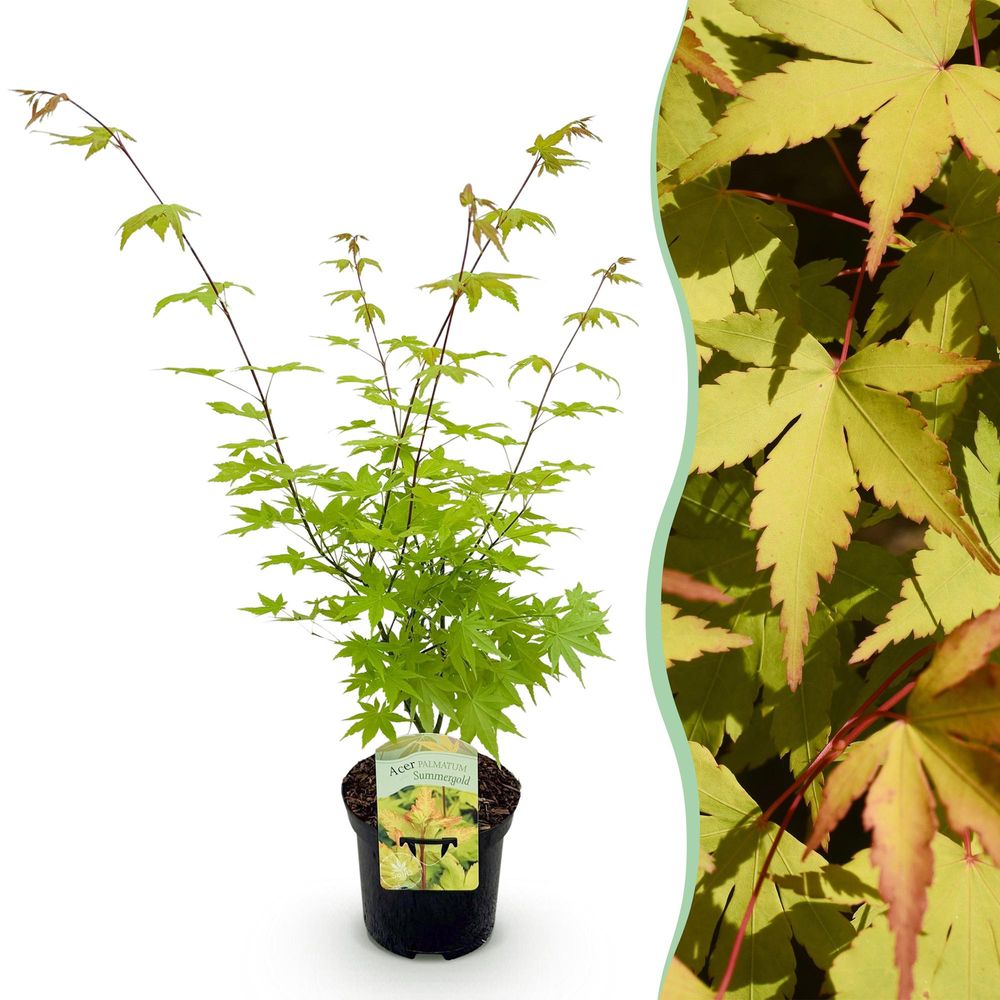 Érable du japon 'summergold' - pot 19 cm - hauteur 70 cm - plante d'extérieur
