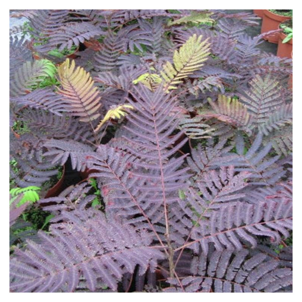 Arbre à soie summer chocolate pot de 4l - 40/60 cm