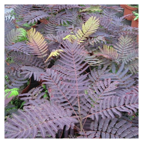 Arbre à soie summer chocolate pot de 4l - 40/60 cm