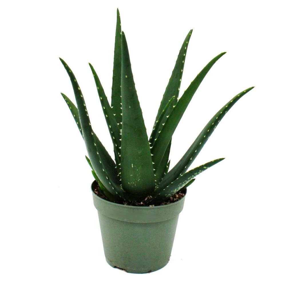 Aloe medivera äquator - nouvelle variété d'aloe vera - pot de 14cm - hauteur d'environ 30cm