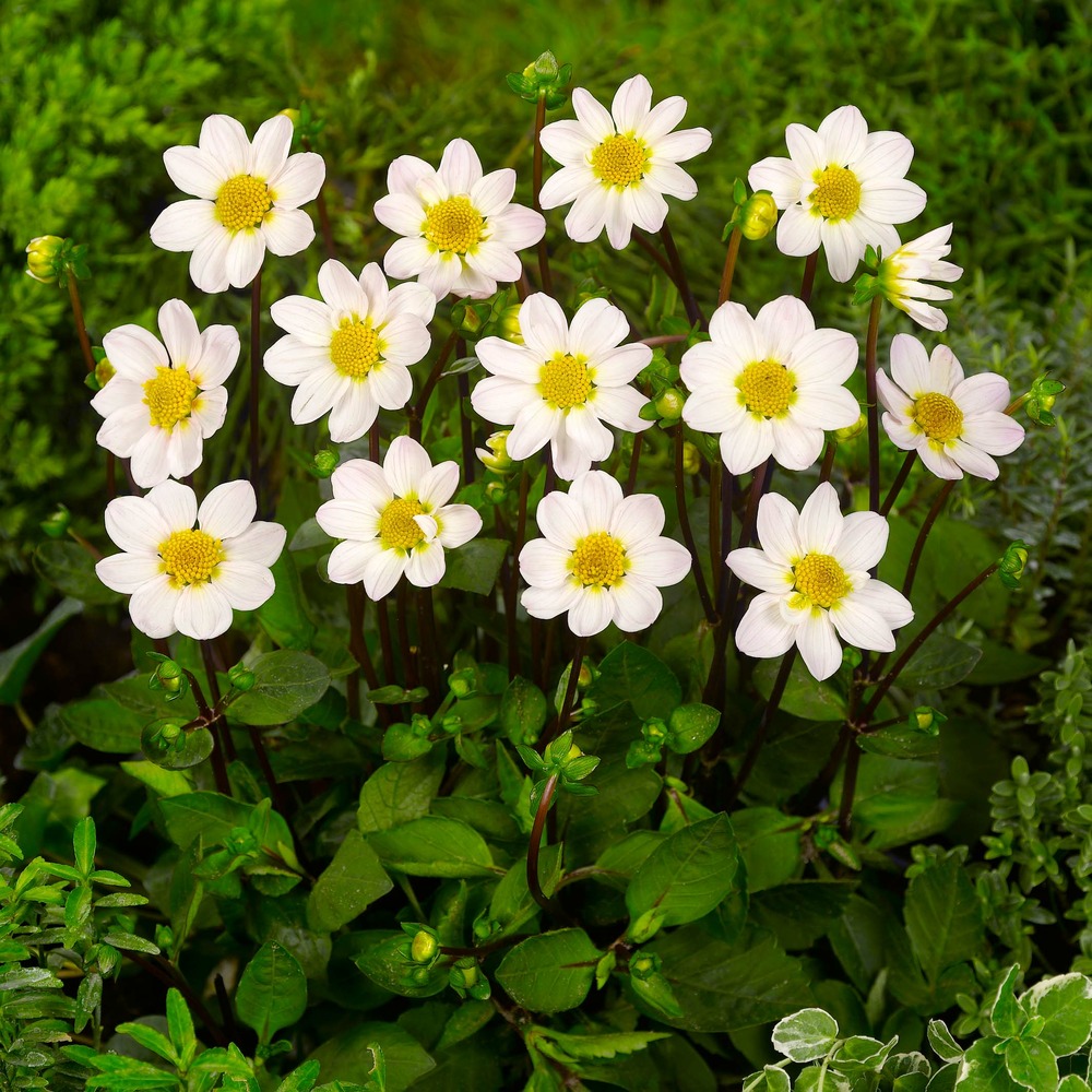 Dahlia nain simple 'topmix white' bulbe calibre i