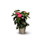 Hibiscus - plante fleurie - ↕ 45-55 cm - ⌀ 17 cm - plante d'intérieur & extérieur - fleur rose