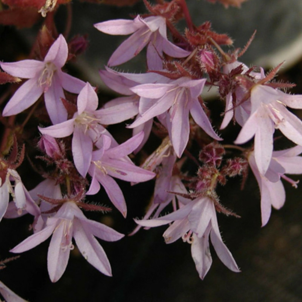 Campanule des murets lisduggan variety godet - 5/20 cm