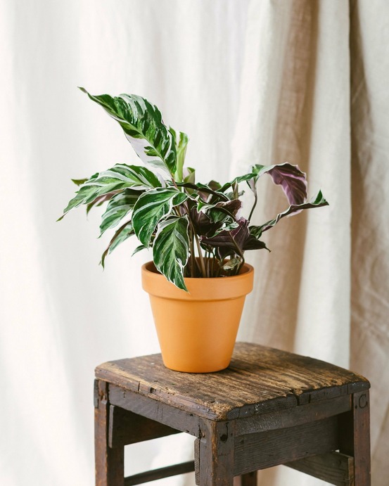 Calathea white fusion 14cm - plante d'intérieur