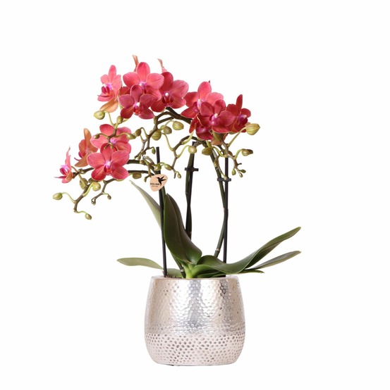 Orchidée phalaenopsis congo rouge et son pot argenté - hauteur 35cm