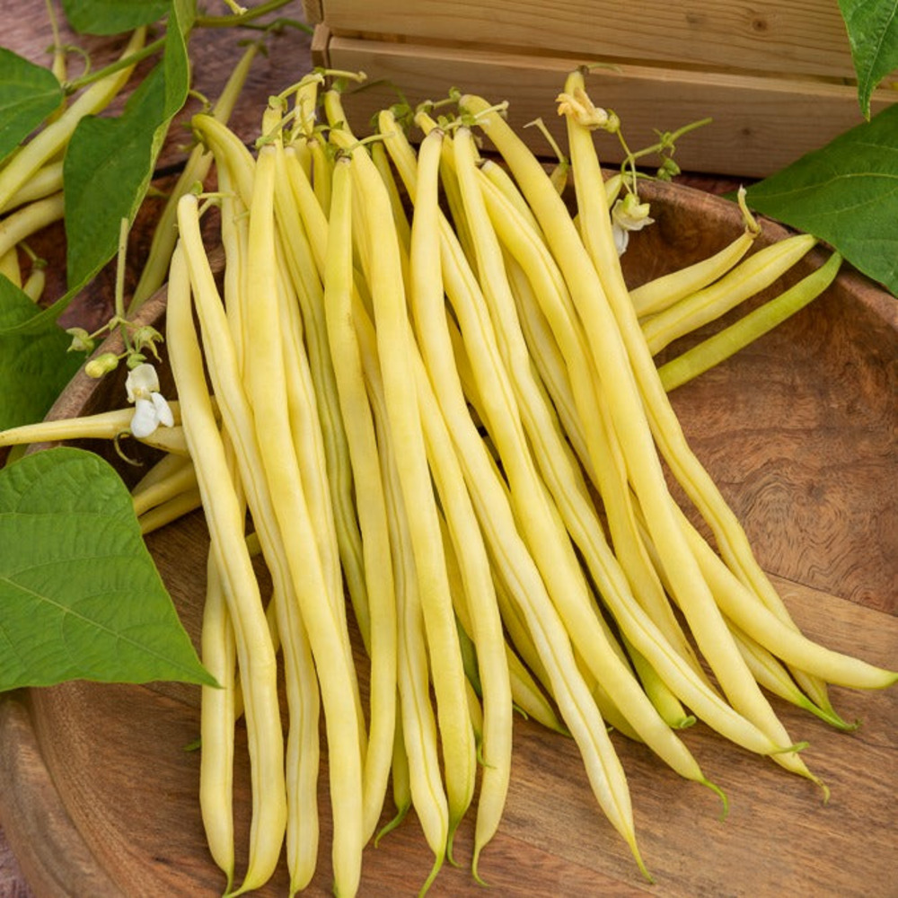 Haricot à rames monte gusto - le sachet / 50g / ±35 graines