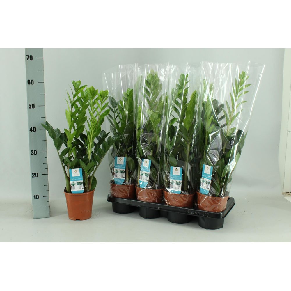 Zamioculcas 14cm - ø14cm - ↕65cm - plantes d'intérieur