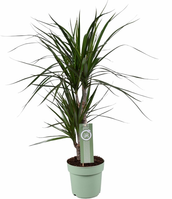 Dracaena marginata - h70 cm - ø17 cm