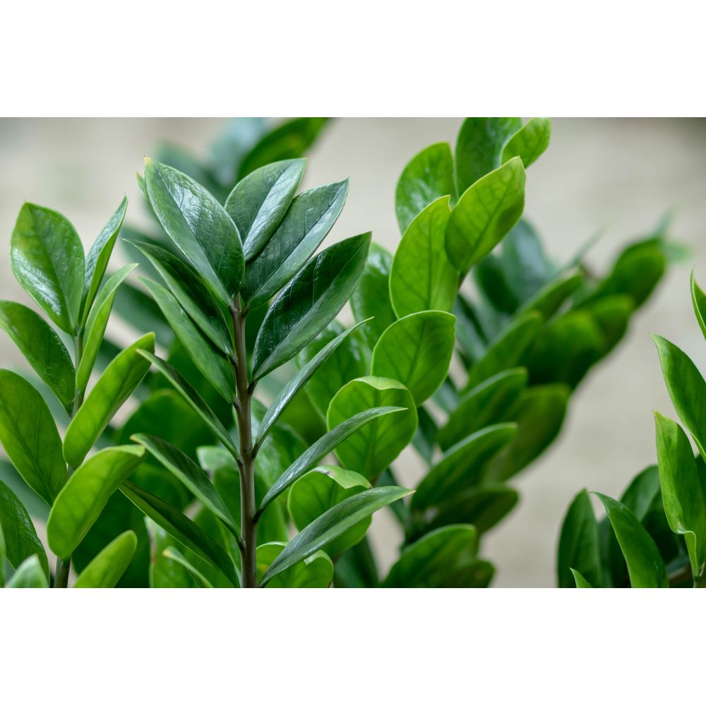 Plante Zamioculcas Zamiifolia (ZZ) - Pot 13cm, Hauteur 30-40cm - Plante D'intérieur Facile D'entretien
