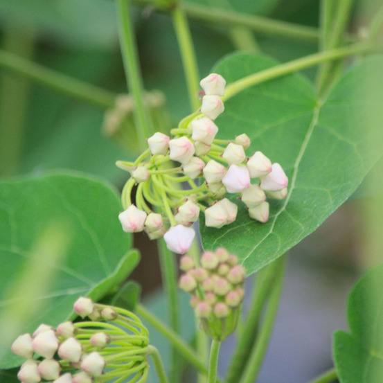 Dregea sinensis, wattakaka pot de 3l - echelle bambou 60/120 cm