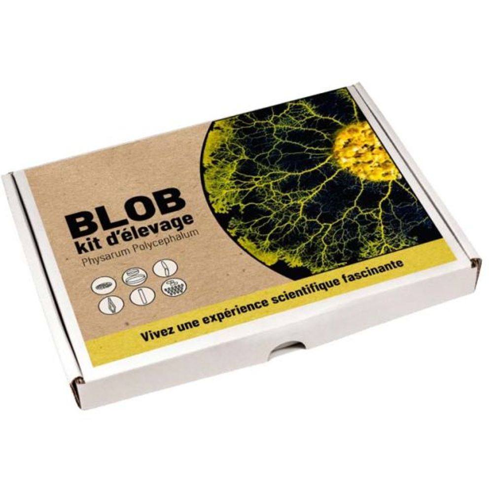 Kit d'élevage blob physarum polycephalum
