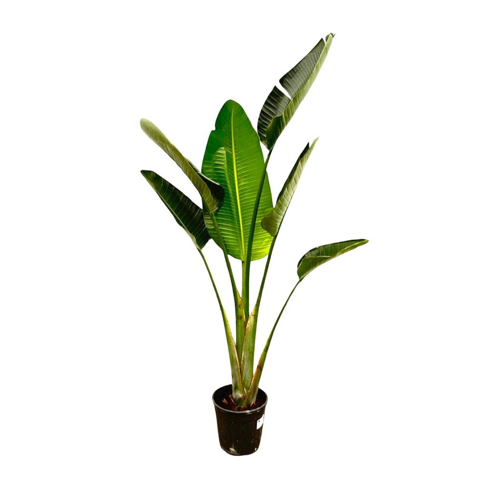 Strelitzia augusta - plantes d'intérieur