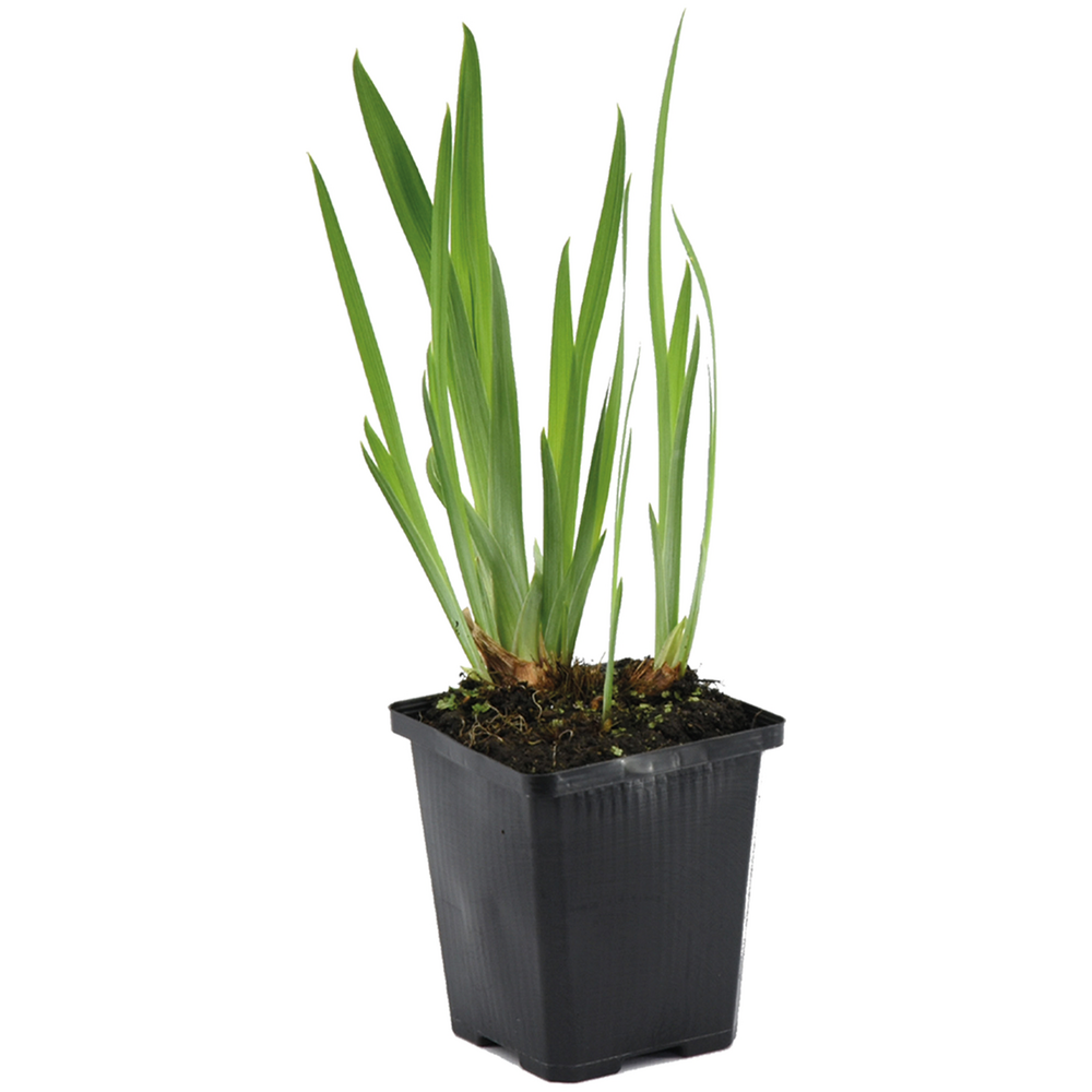 Iris kaempferi - iris du japon - violet - plantes de bassin - hauteur 20-30 cm - pot 9 cm