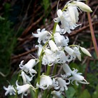 10 jacinthes d'espagne à fleurs blanches - 9 - willemse, le sachet de 10 bulbes / circonférence 8-9cm