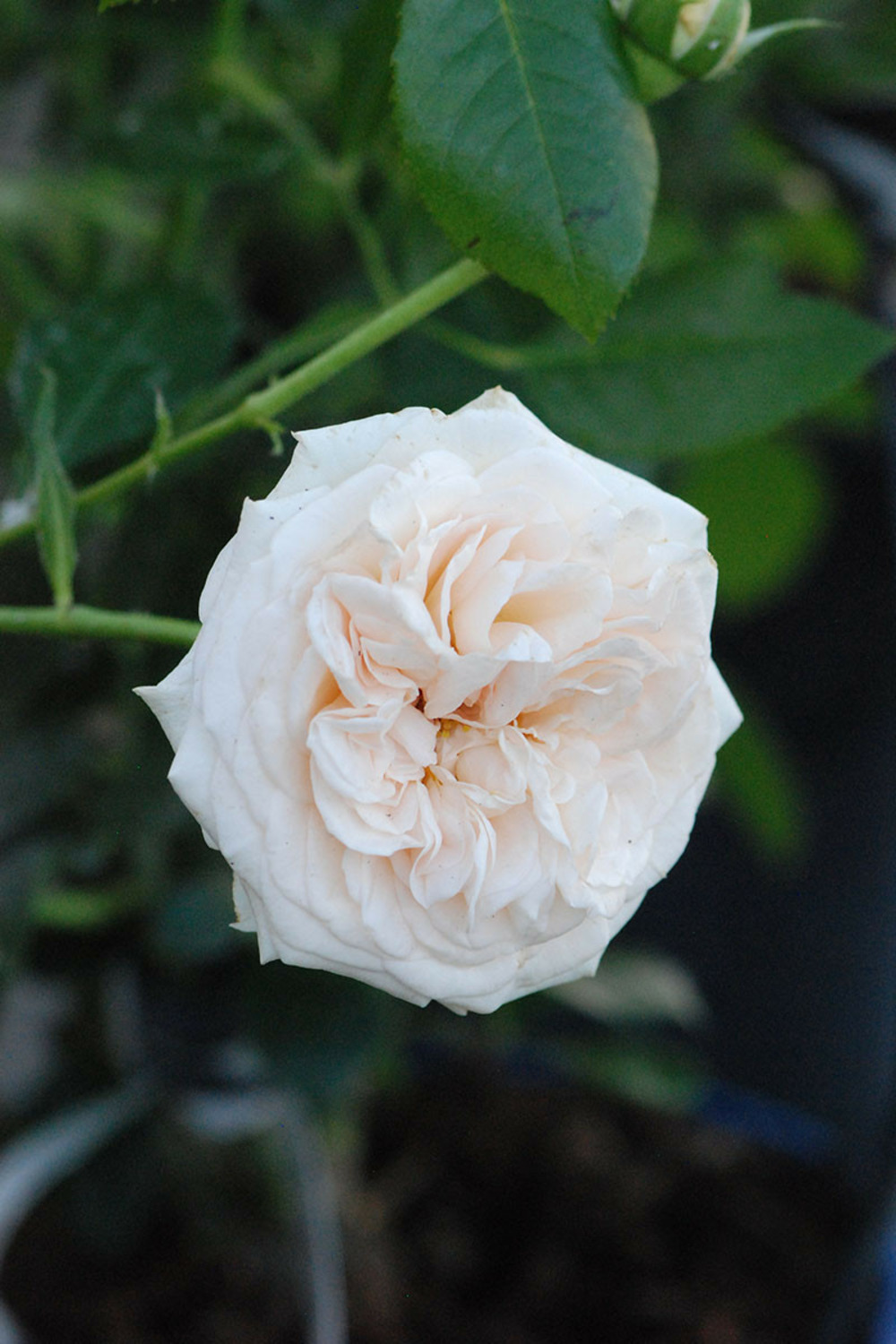 Rosier décorosiers ? 'amber voluptia ?' - en pot de 5 litres