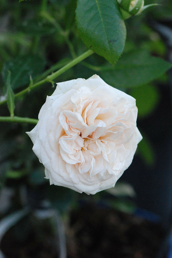 Rosier décorosiers ? 'amber voluptia ?' - en pot de 5 litres