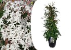 Jasminum polyanthum - pyramide - jardin - pot 17cm - hauteur 60-70cm