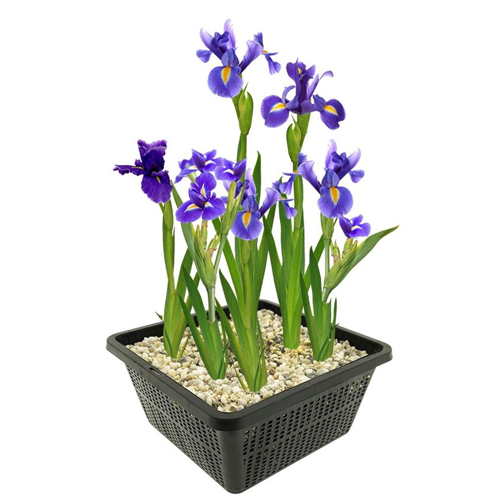 Blauwe lis iris kaempferi vijverplant - 4 planten compleetset met mand & klei