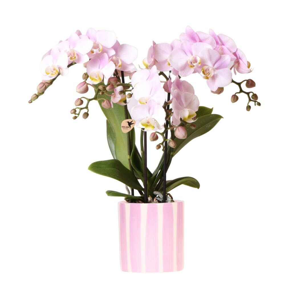 Kolibri orchids phalaenopsis rose orchidée portugal + painted stripe pot rose - taille du pot 9cm