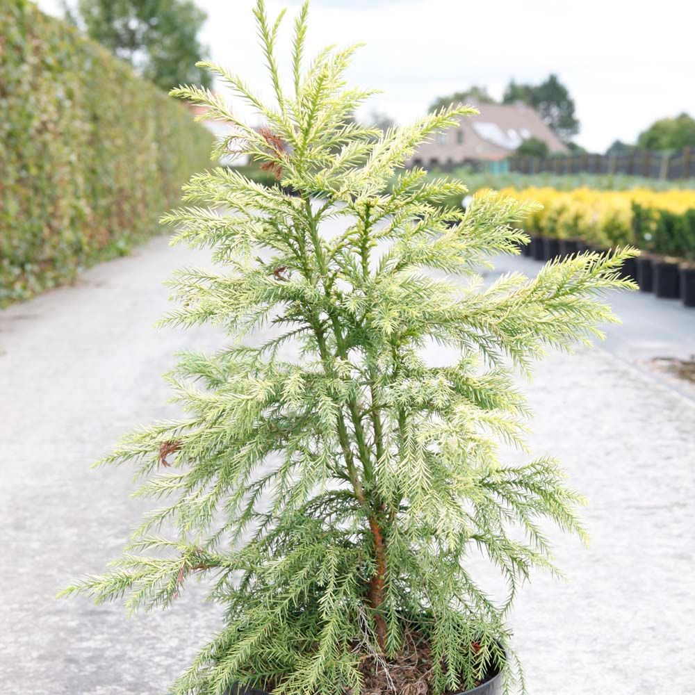 Cèdre du japon 'sekkan sugi' pot de 7,5l/10l