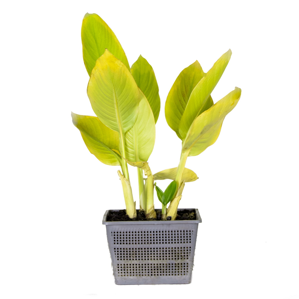 Canna 'julia' - par pièce - plante d'étang dans un pot de culture -⌀ 18 cm - ↕20-30 cm