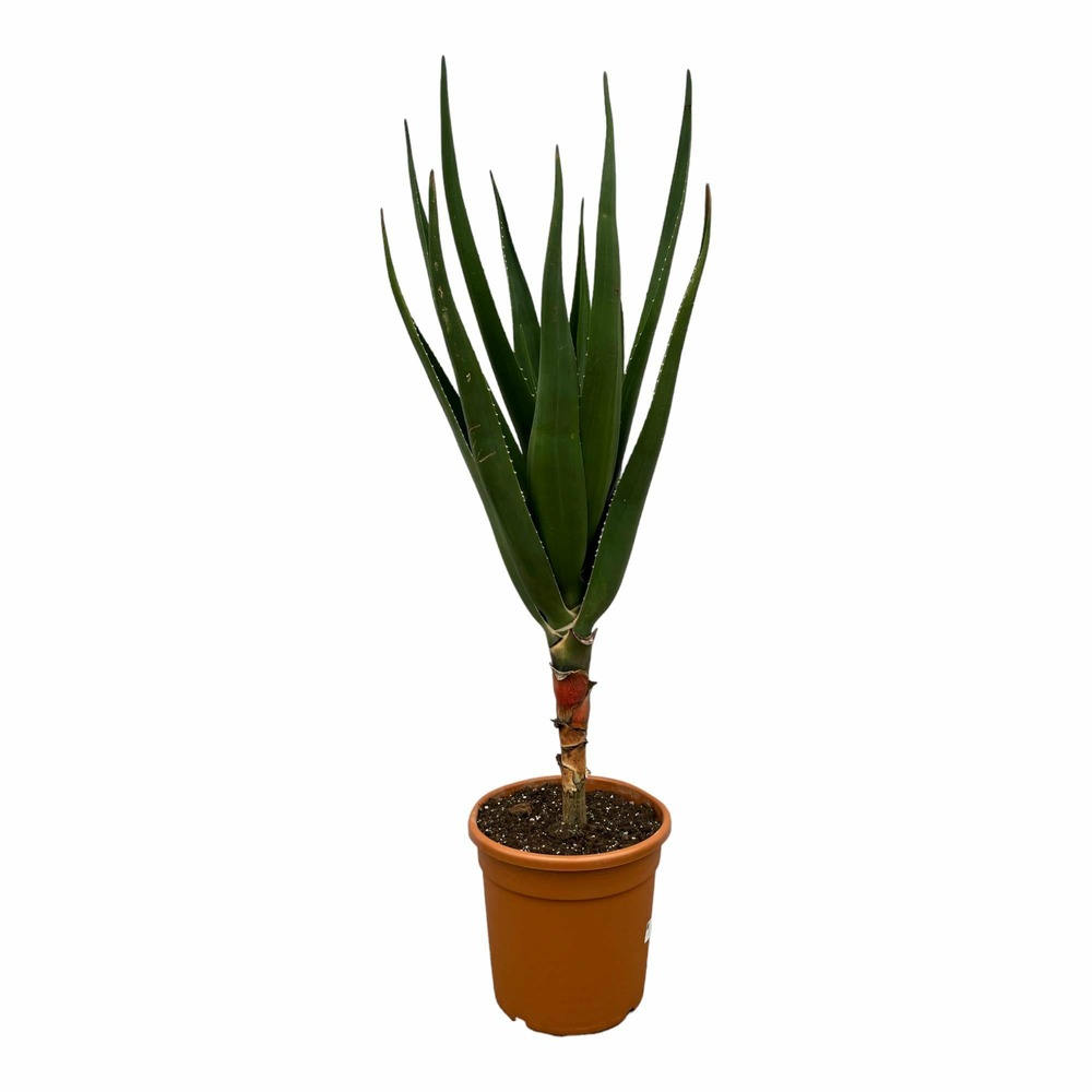 Aloë barberae - h140-180 cm - ø24 cm