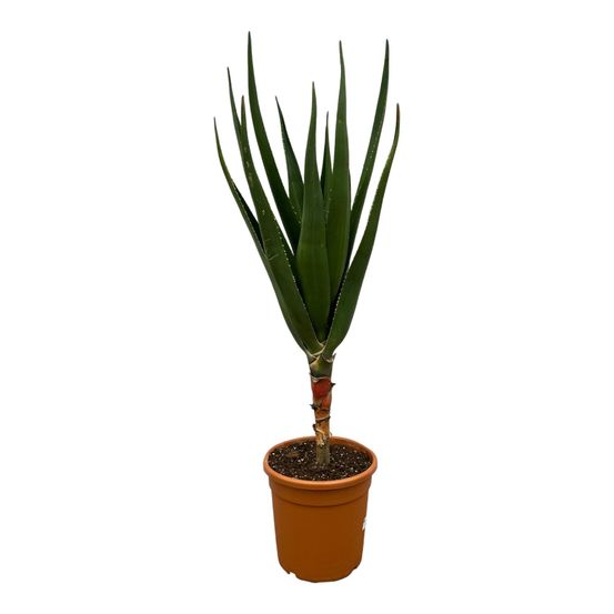 Aloë barberae - h140-180 cm - ø24 cm