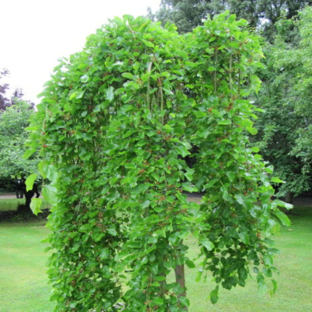 Mûrier blanc pleureur, morus pot de 30l - tige 8/10