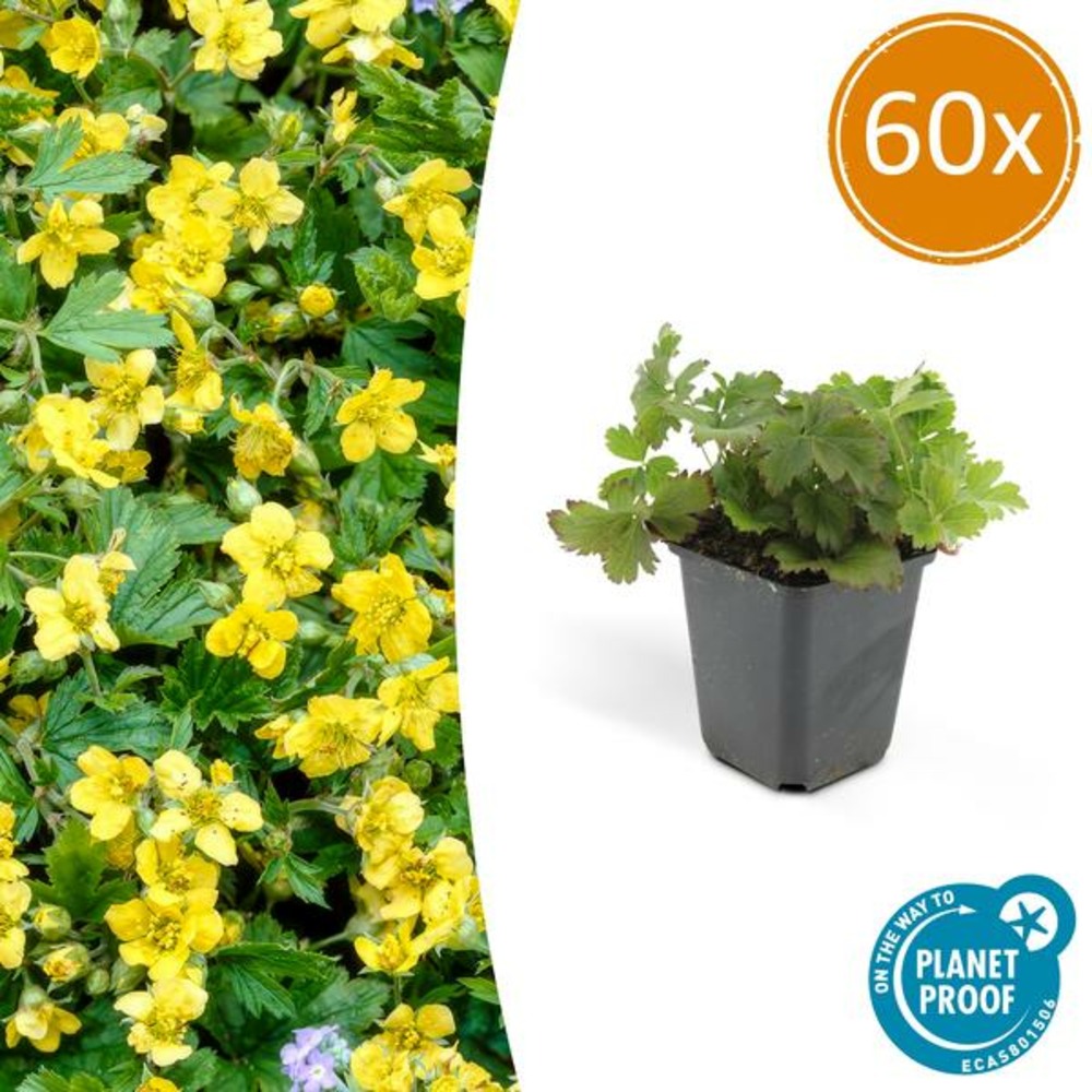 Waldsteinie faux-fraisier x60 – entre 3,75 et 5m2