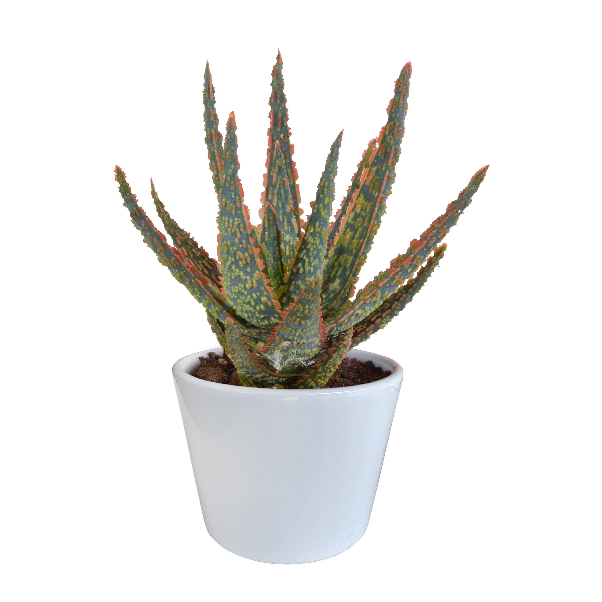 Aloe zebrina et son cache-pot blanc h23cm