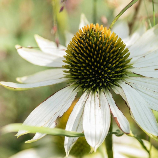 Échinacée purpurea feeling white godet - 5/20 cm