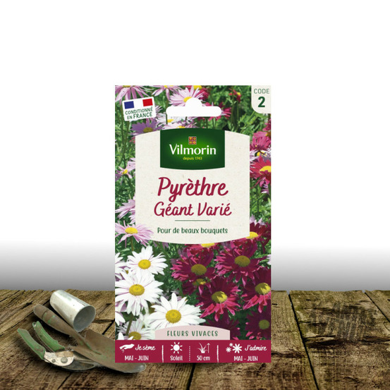 Graines de pyrèthre géant varié - vilmorin sachet