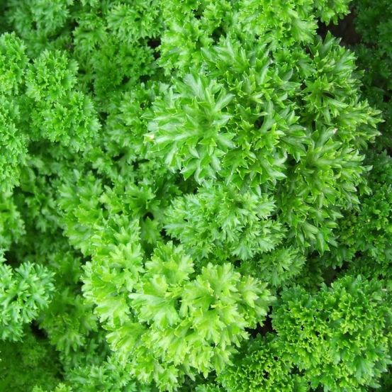 Graines de persil frisé vert foncé - vilmorin sachet économique