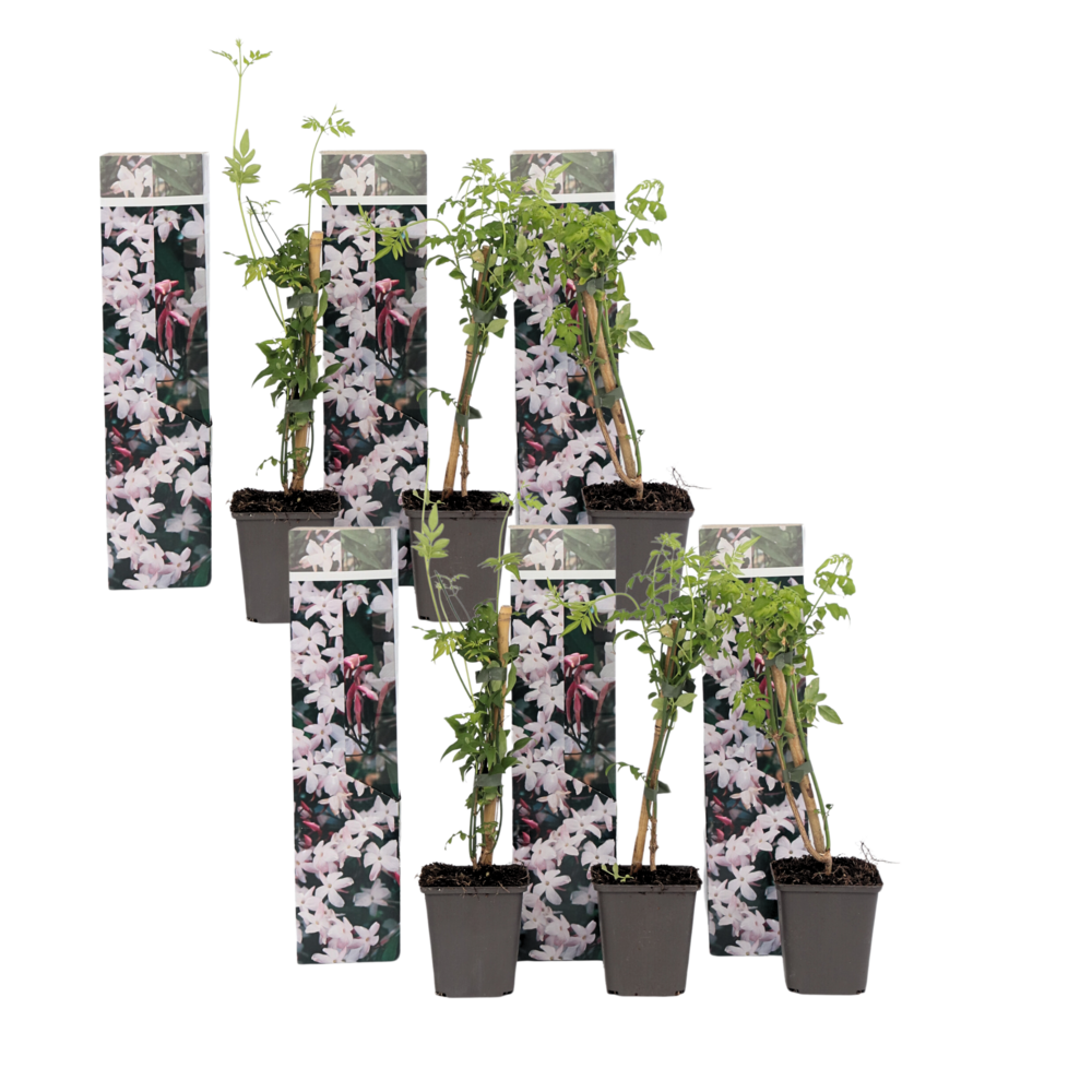 Jasmin étoilé - set de 6 - jasminum 'officinale' - hauteur 25-40cm - ⌀9cm
