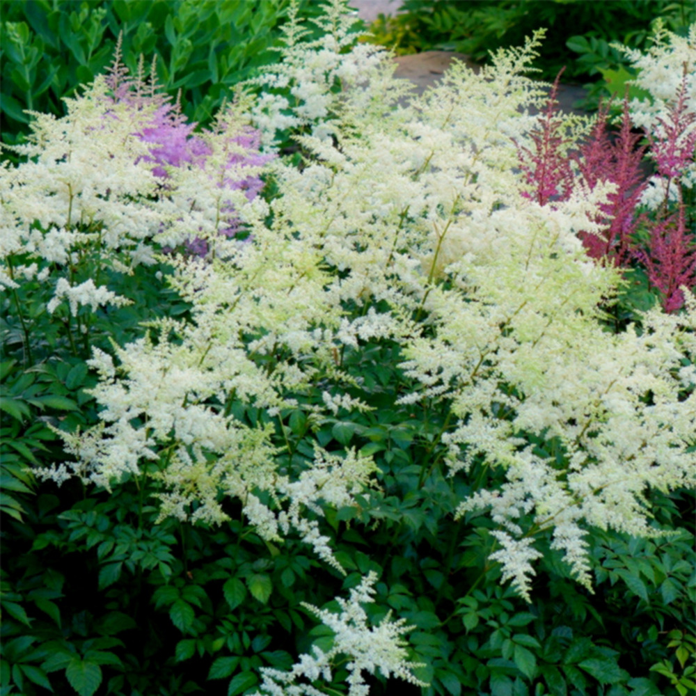 Astilbe d'arends 'rock and roll' racines nues, qualité extra équivalant à un pot de 2l
