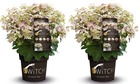Hydrangea paniculata '(s)witch ophelia' - set de 2 - pot 19cm - hauteur 30-40cm