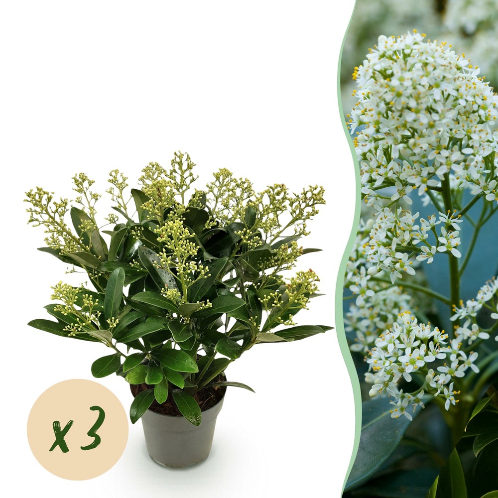 Skimmia japonica finchy – lot de 3 – pot 15cm – hauteur30cm