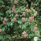 Aesculus x carnea 'briotii' : tige circ 125/150 cm ctr 15l (rose-rouge