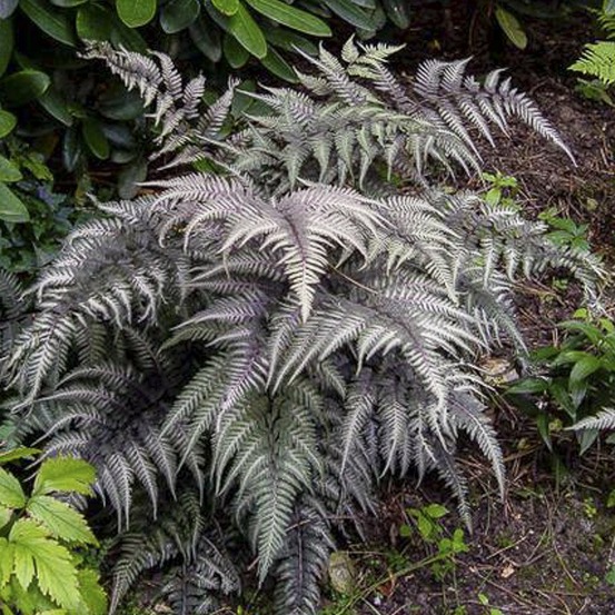 Fougère japonaise 'ursula's red' godet de 8/9 cm