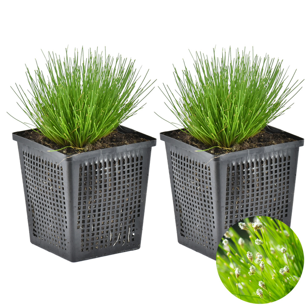 Lot de 2 - scirpus cernuus - scirpe retombant - plantes de bassin - hauteur 10-20 cm - pot 11 cm