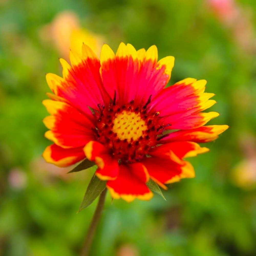 2 Gaillardes 'Dazzler' (Gaillardia 'Dazzle…